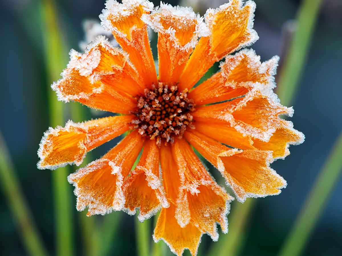 Blüte mit Frost