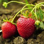 Erdbeeren wachsen im eigenen Garten