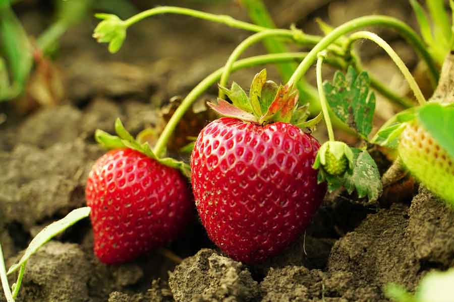 Erdbeeren wachsen im eigenen Garten