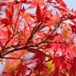 Fächerahorn mit roten Blättern