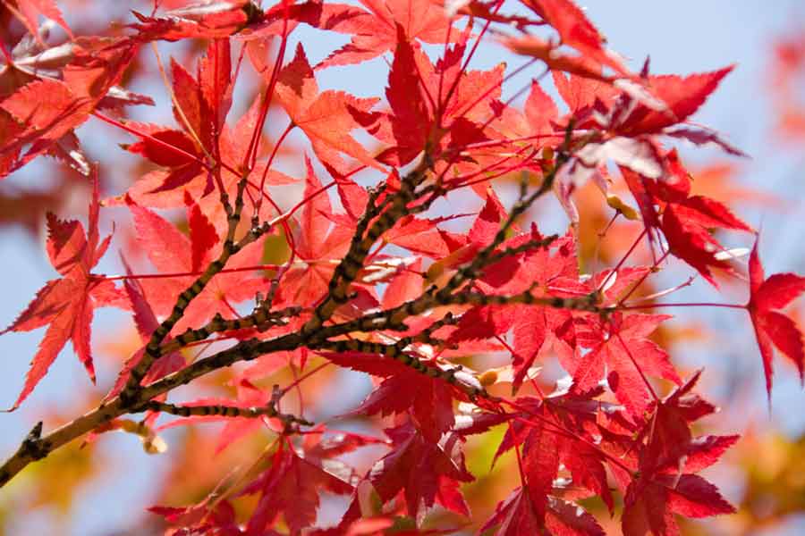 Fächerahorn mit roten Blättern
