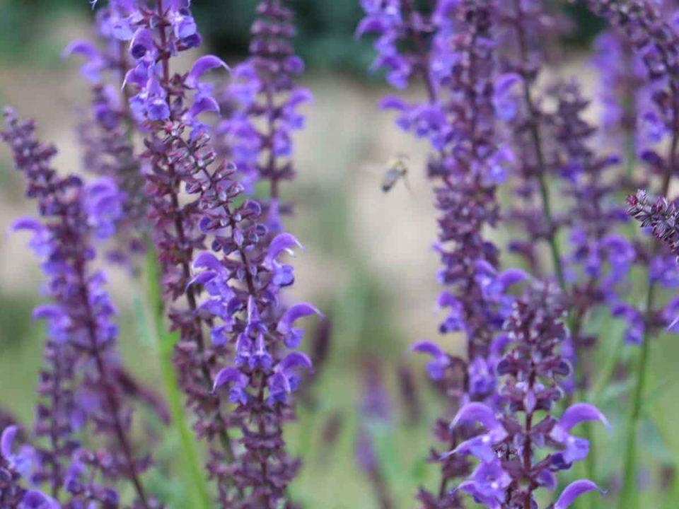 GartenSalbei/BlütenSalbei Standort, Pflege und Blüte