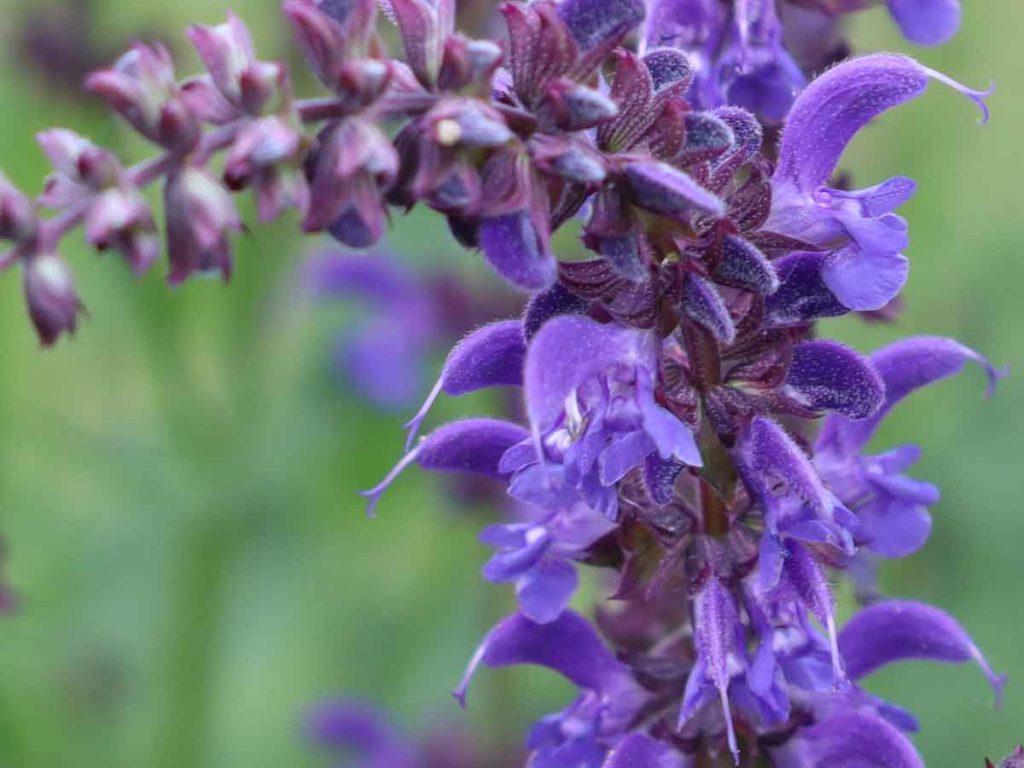 Garten-Salbei/Blüten-Salbei: Standort, Pflege und Blüte