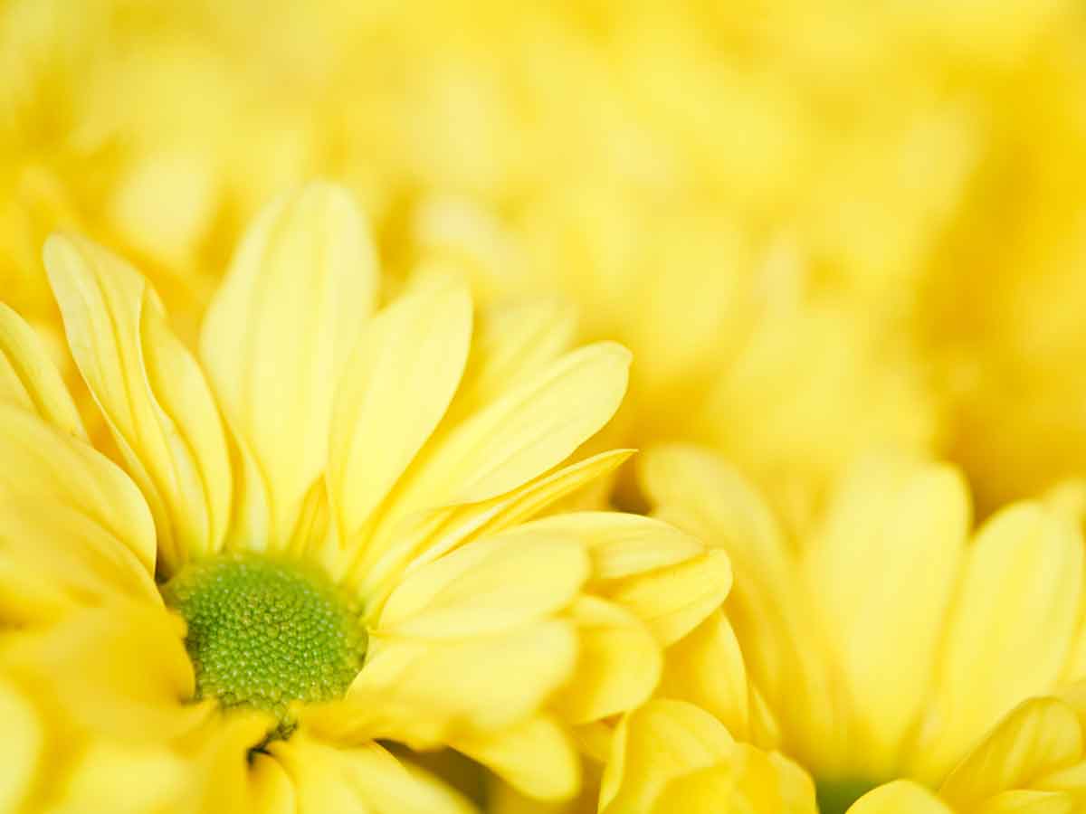 Gelbe Blumen als Trend