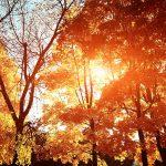 Herbstbild: Baum im Sonnenlicht