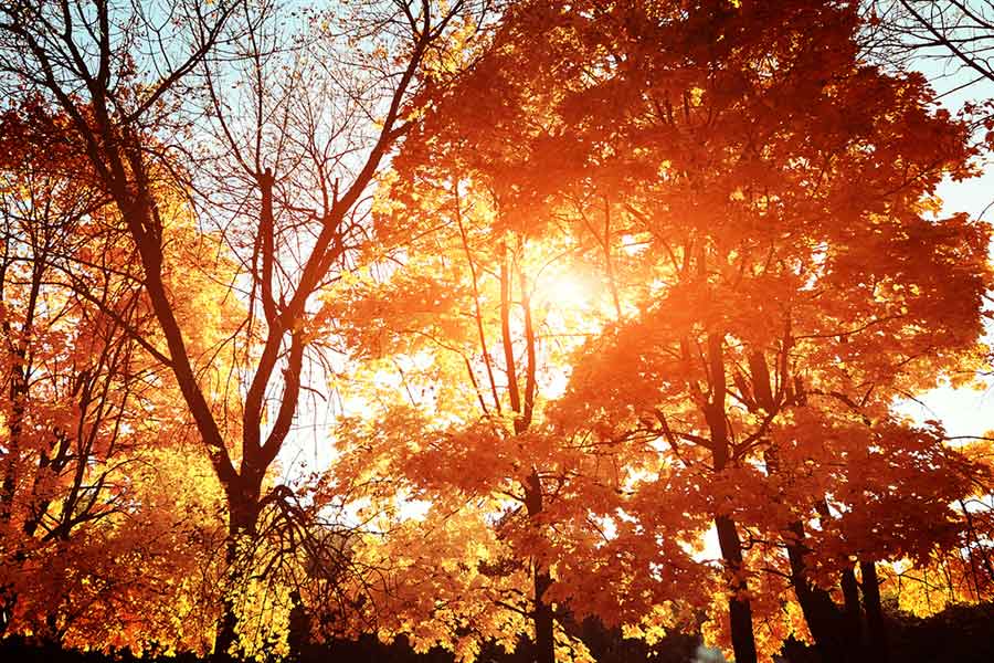 Herbstbild: Baum im Sonnenlicht