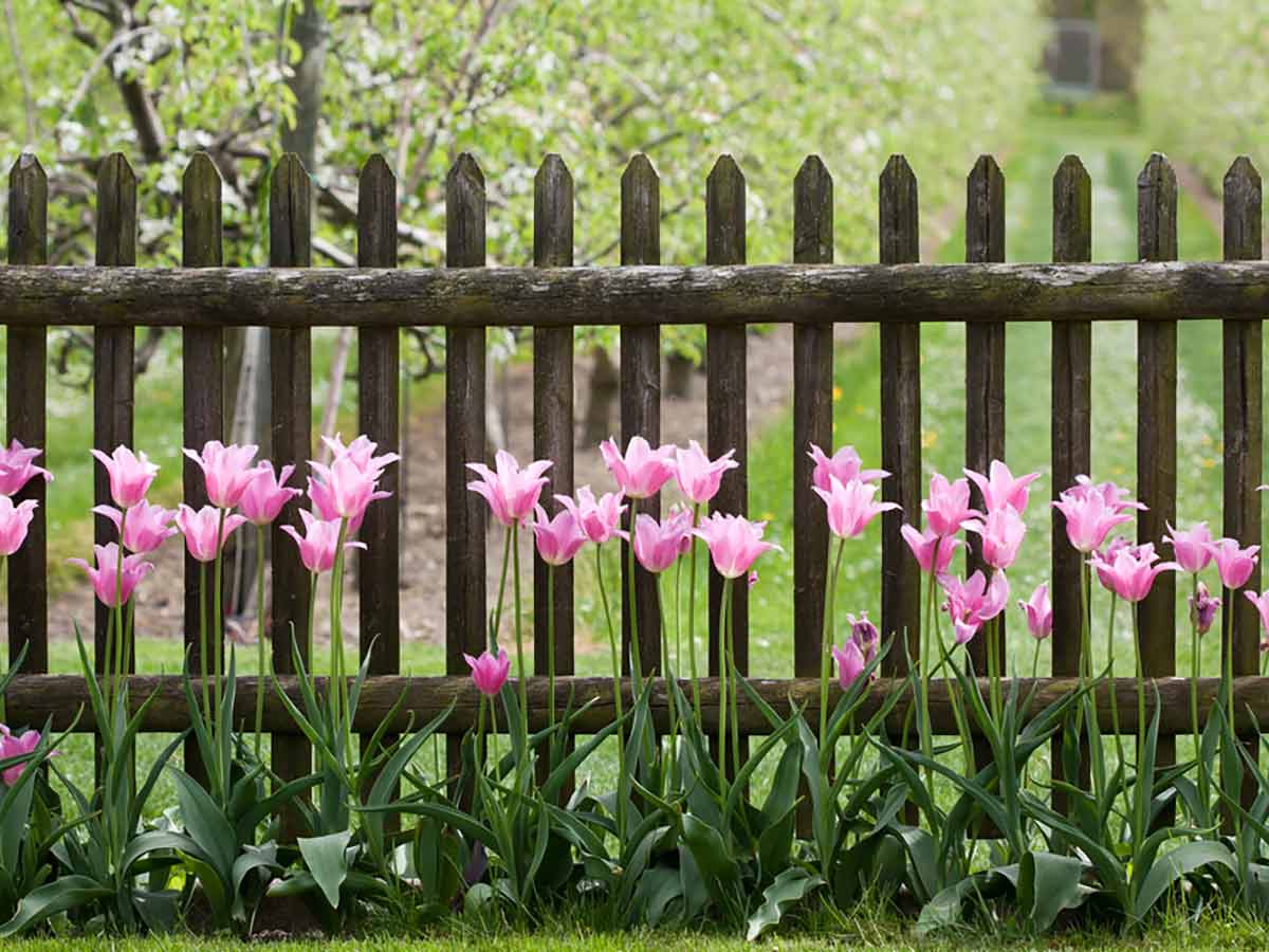 Ein Holzzaun mit Tulpen