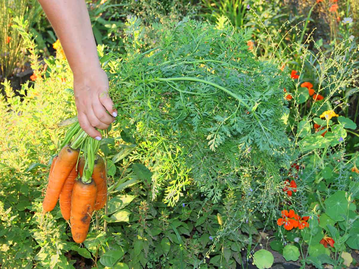 Karotten aus dem Biogarten