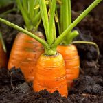 Karotten selbst anbauen - Möhren im eigenen Beet