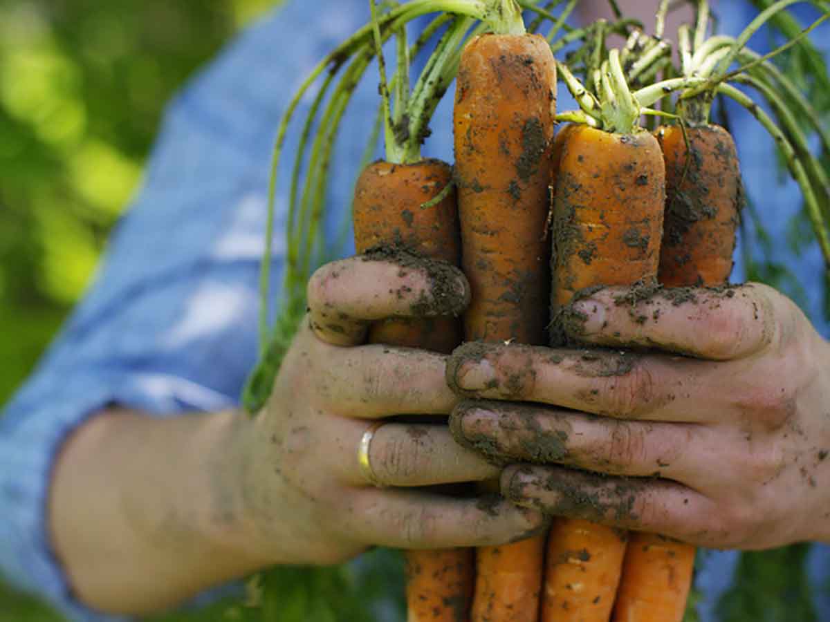 Selbstangebaute Karotten ernten