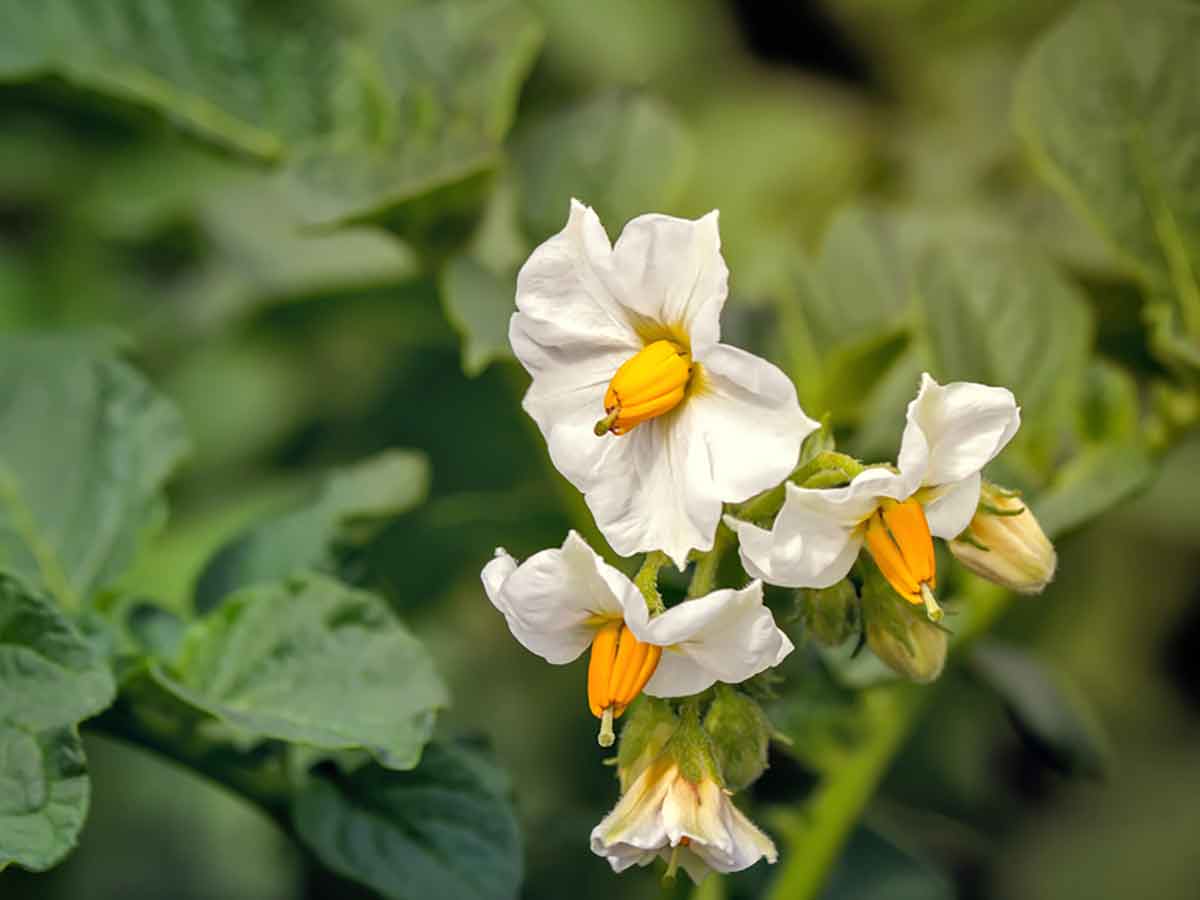Blüte der Kartoffelpflanze