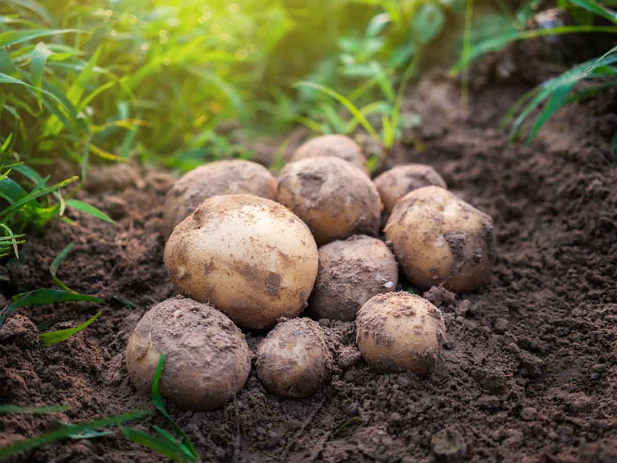 Leckere Kartoffeln im Beet