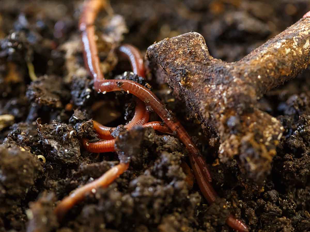 Kompost mit Würmern