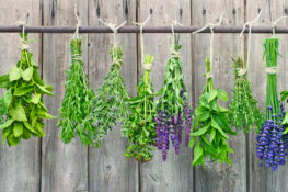 GartenSalbei/BlütenSalbei Standort, Pflege und Blüte