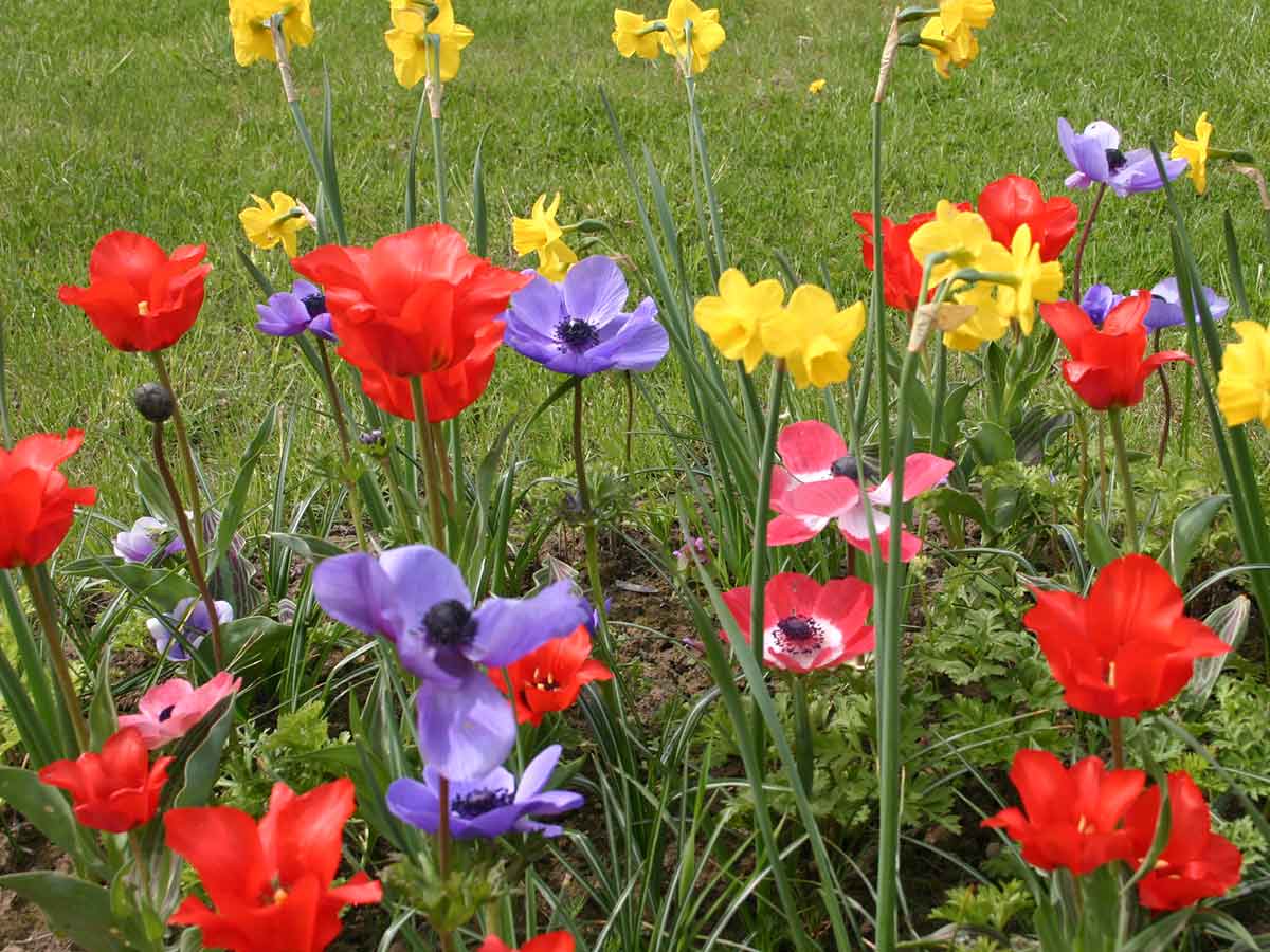 Kronen-Anemonen mit Tulpen und Narzissen im Frühjahr
