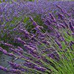 Lavendel-Beet