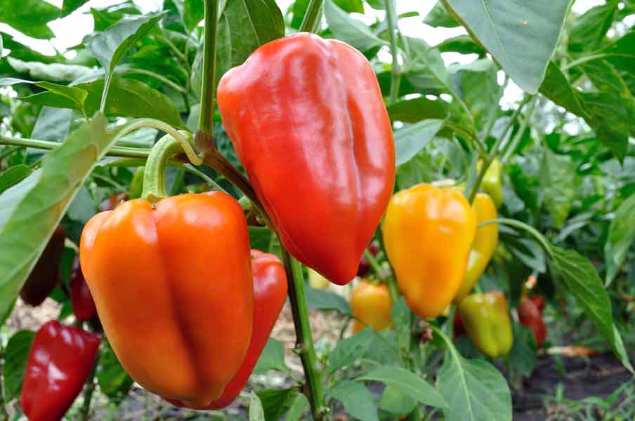 Paprika reifen im Garten