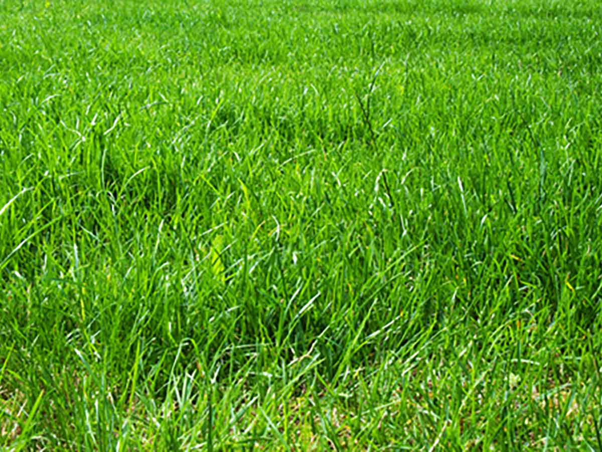 Sattes grün - Rasen etwas zu hoch