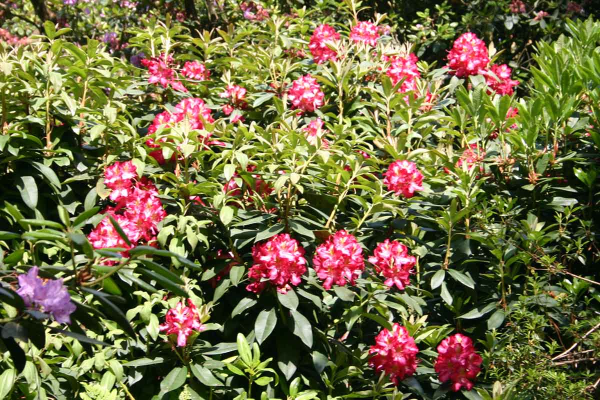 Rhododendronbusch mit rötlicher Blüte