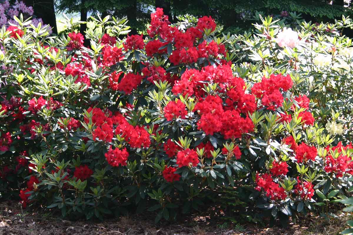 Rhododendronbusch mit roten Blüten