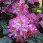 Rhododendron-Blüte in Rosatönen