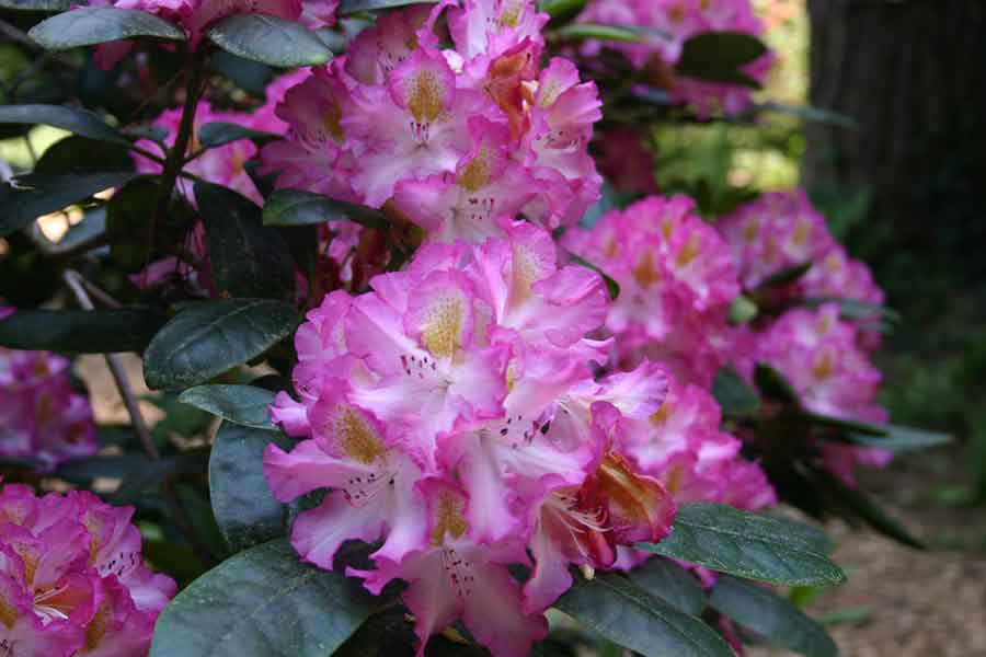 Rhododendron-Blüte in Rosatönen