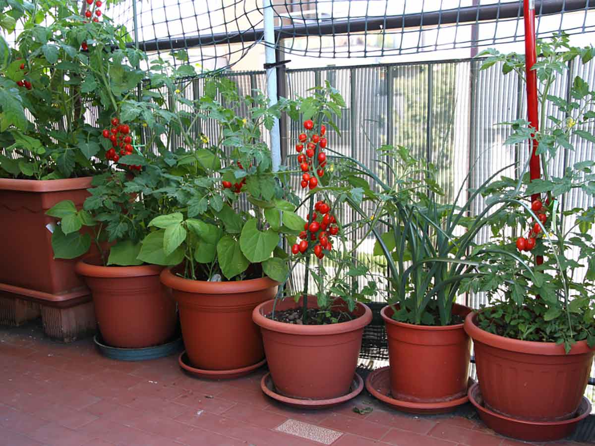 Tomaten wachsen gut auf dem Balkon