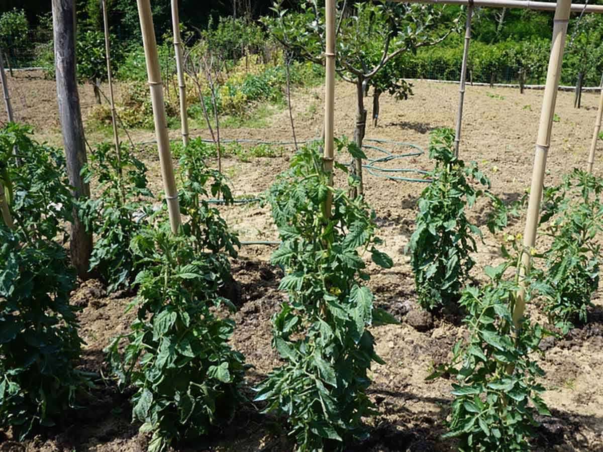 Tomaten wachsen im Gartenbeet