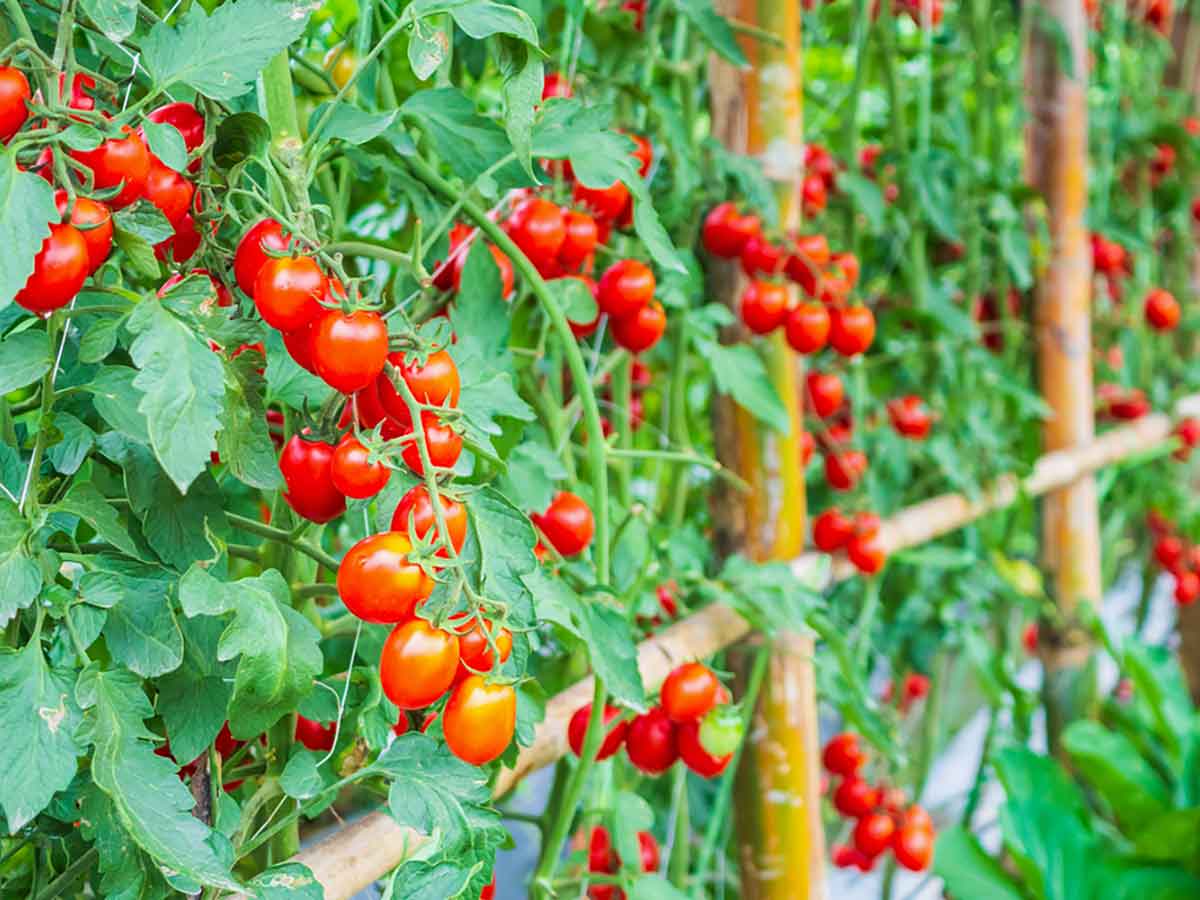Reiche Ernte - leckere, vollreife Tomaten