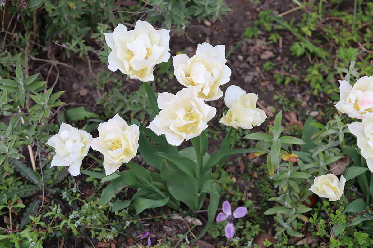 Aus Blumenzwiebeln gewachsen: weiße Tulpen im Frühjahr