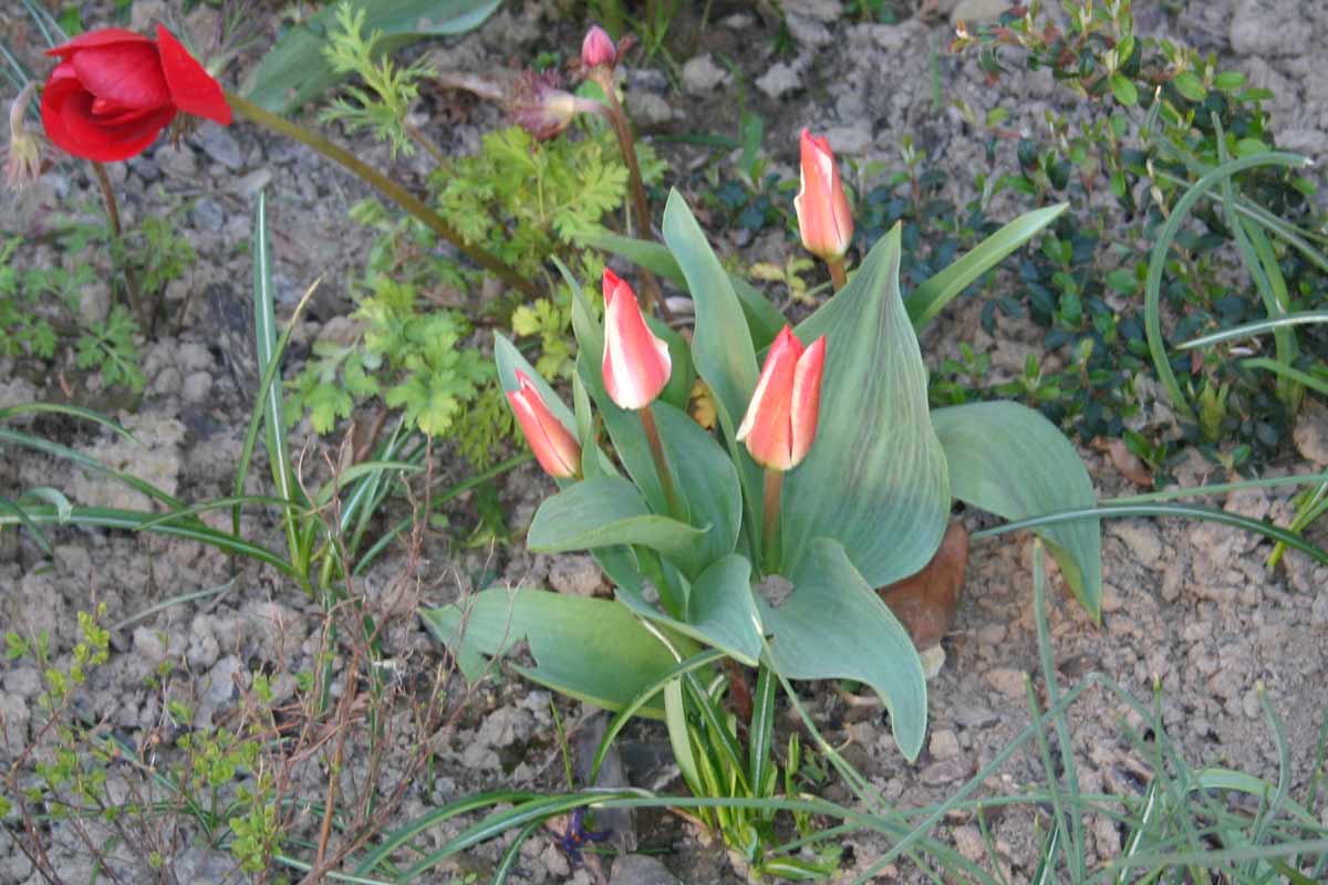 Zweifarbige Tulpen im Beet 