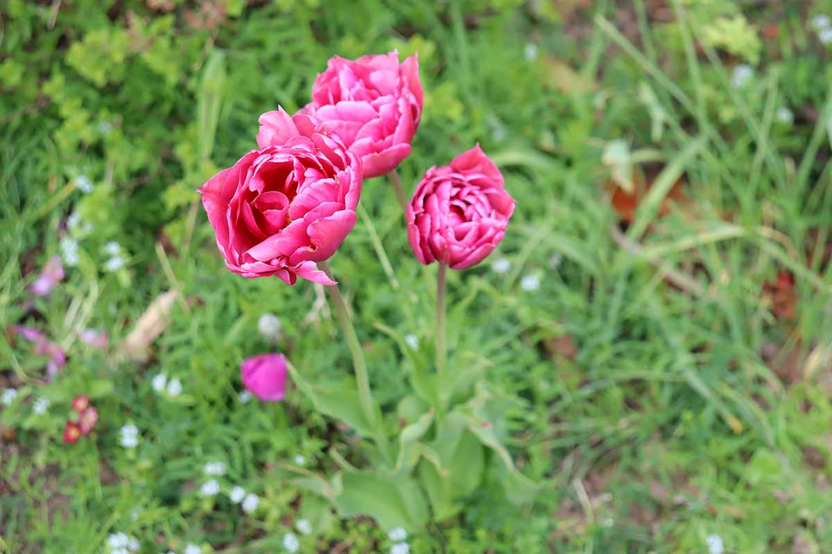 Tulpen sind schöne Frühjahrsblüher
