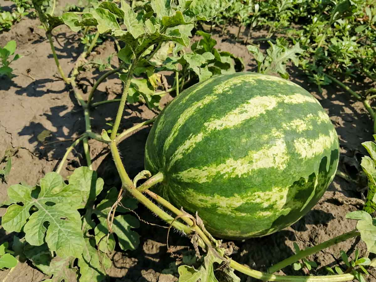 Wassermelone wächst im Beet heran