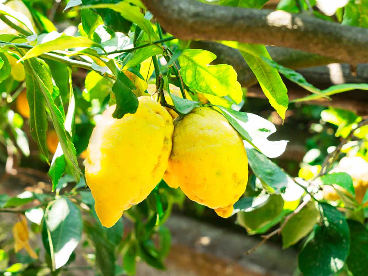 Zitronen reifen am Baum