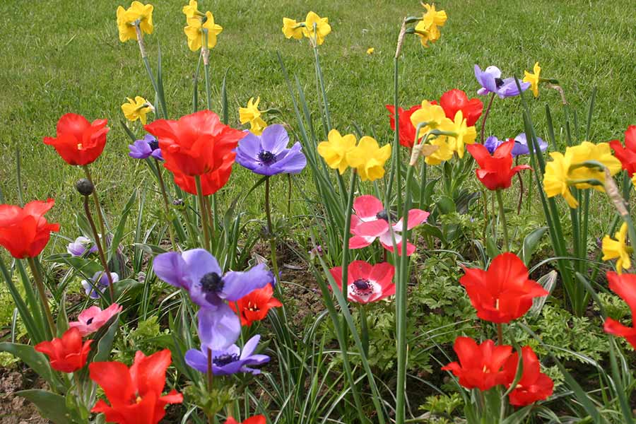 Typische Zwiebelblumen im Frühjahr